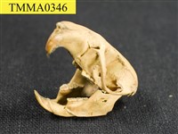 藏品(白腹鼠屬頭骨)的圖片